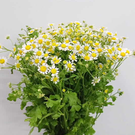 Fully Bloom Chamomile - White Yellow Greenhead [Clearance Stock]