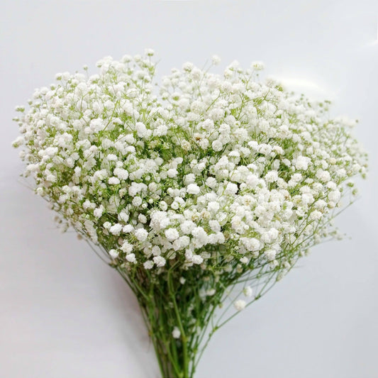 Fully Bloom Gypsophila Million - White [Clearance Stock]