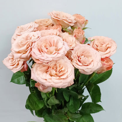 Fully Bloom Rose Spray - Mix [Clearance Stock]