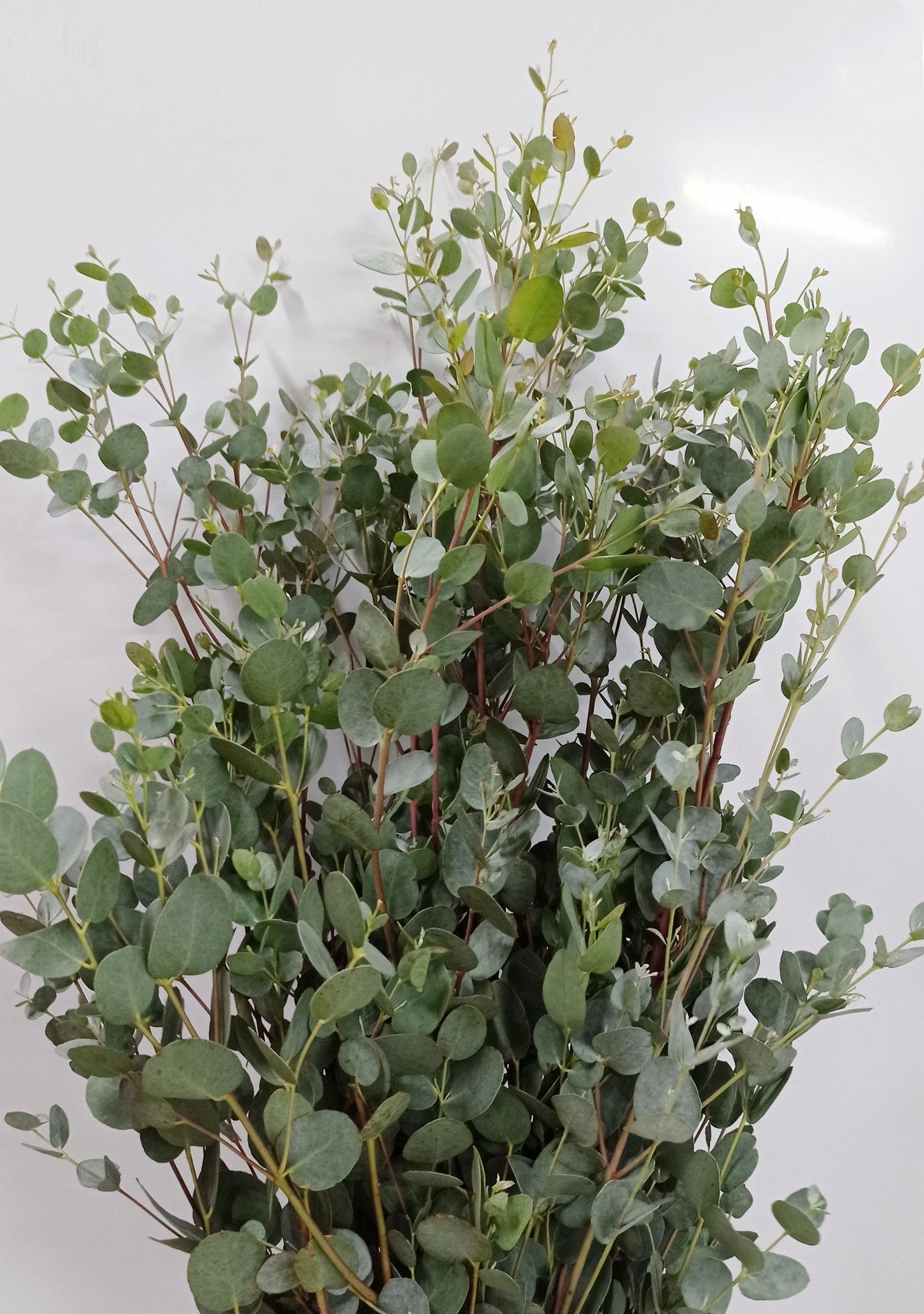 Eucalyptus Gunni  - Green