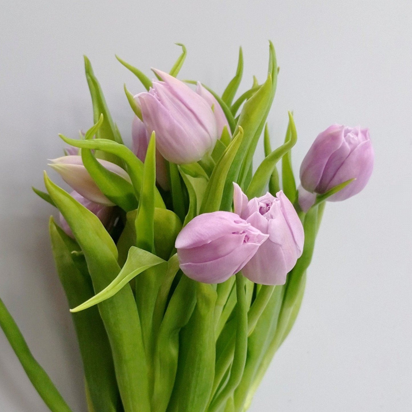 Tulip Double - Lilac