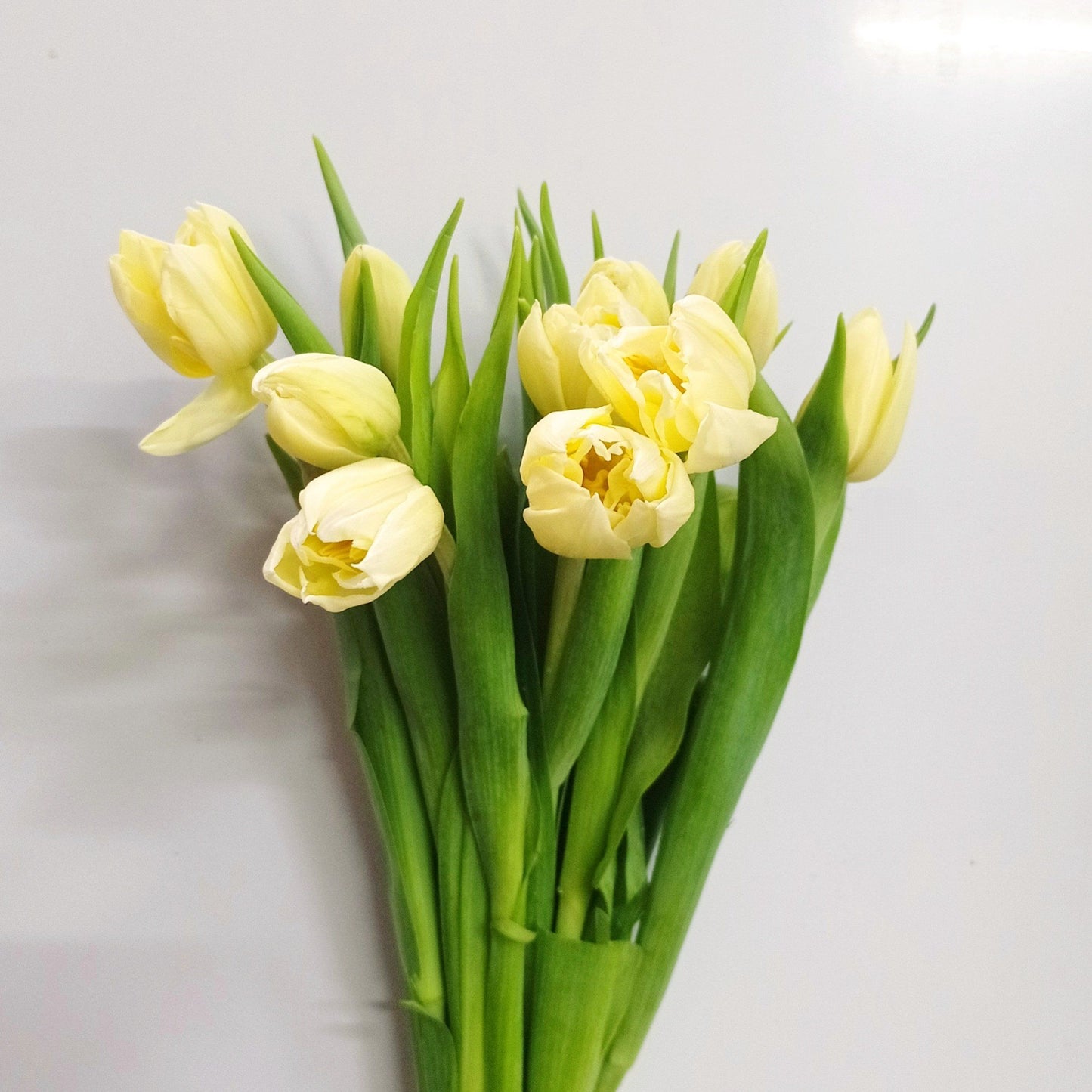 Tulip Double - Light Yellow