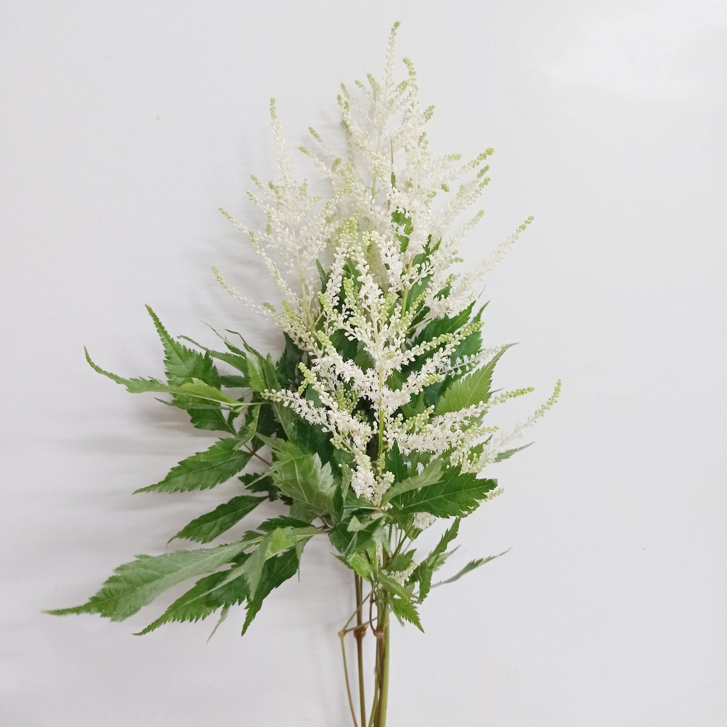 Astilbe Washington - White (10 Stems)