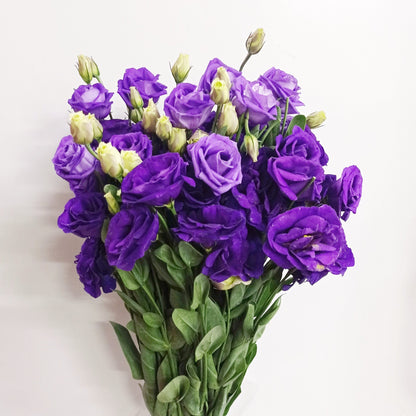 Fully Bloom Eustoma - Mix [Clearance Stock]