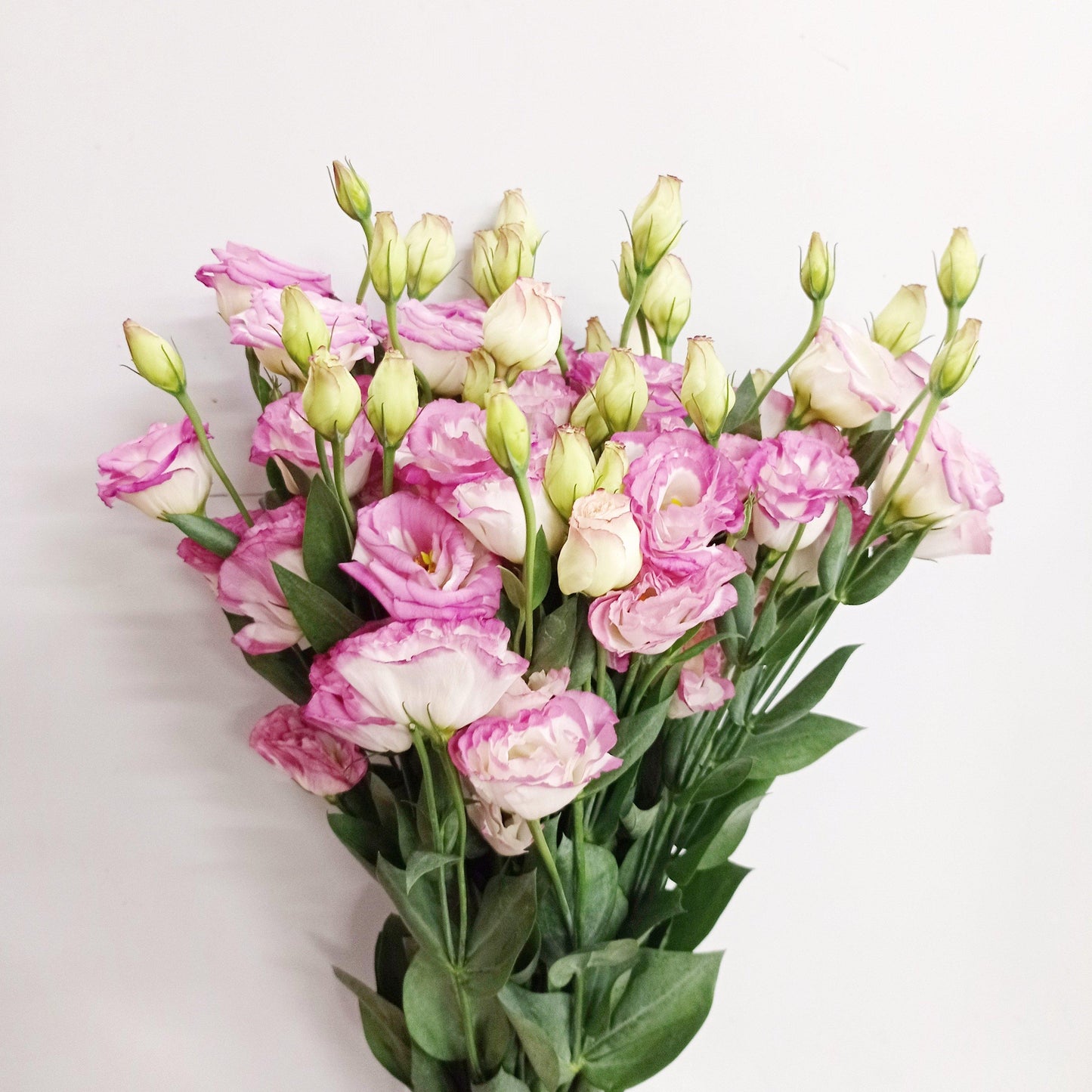 Fully Bloom Eustoma - Mix [Clearance Stock]