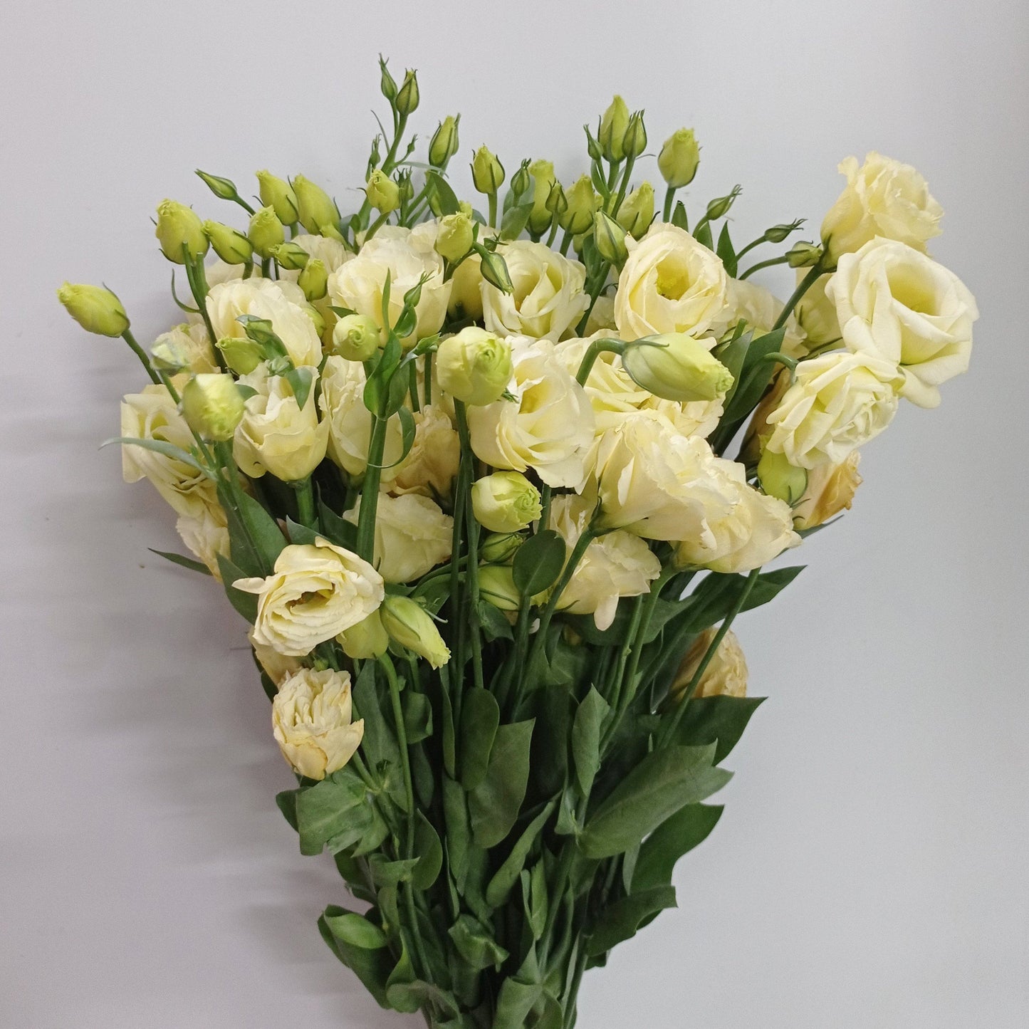 Fully Bloom Eustoma - Mix [Clearance Stock]