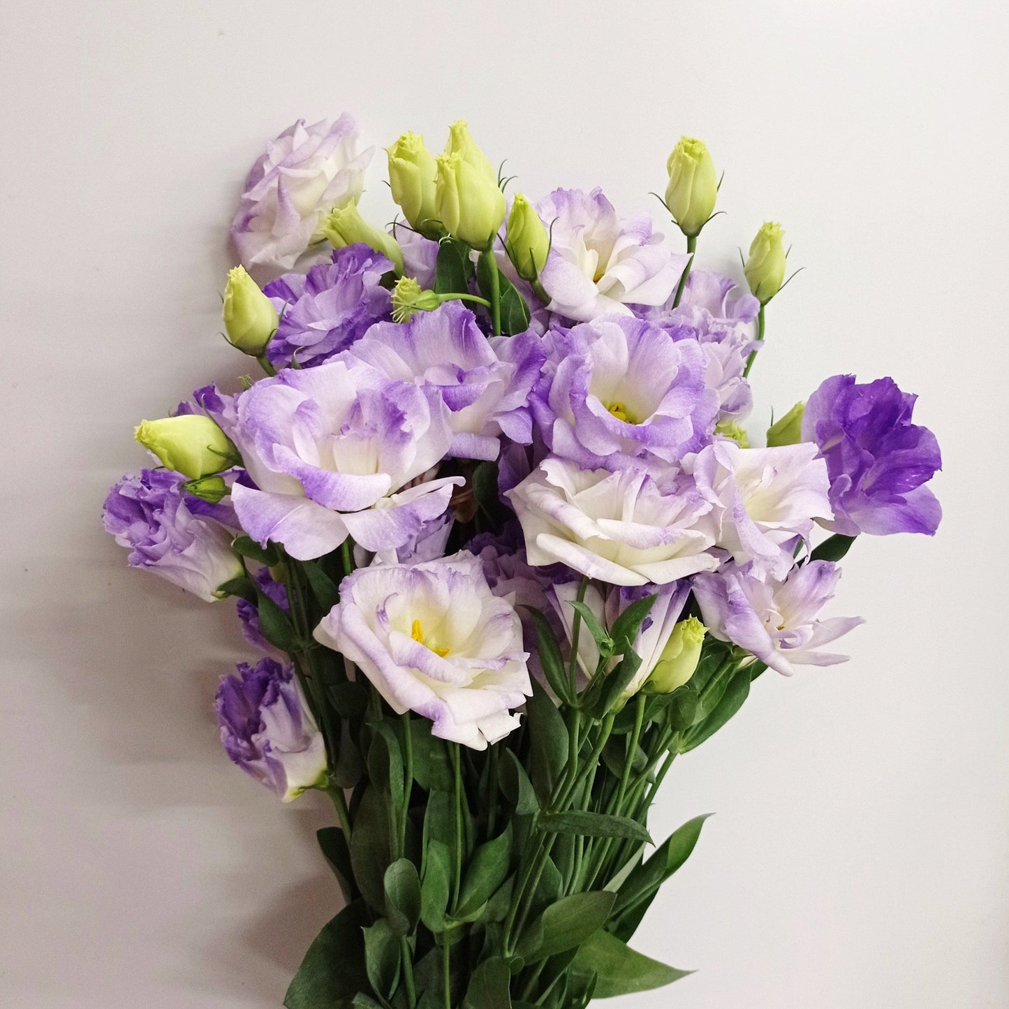 Fully Bloom Eustoma - Mix [Clearance Stock]