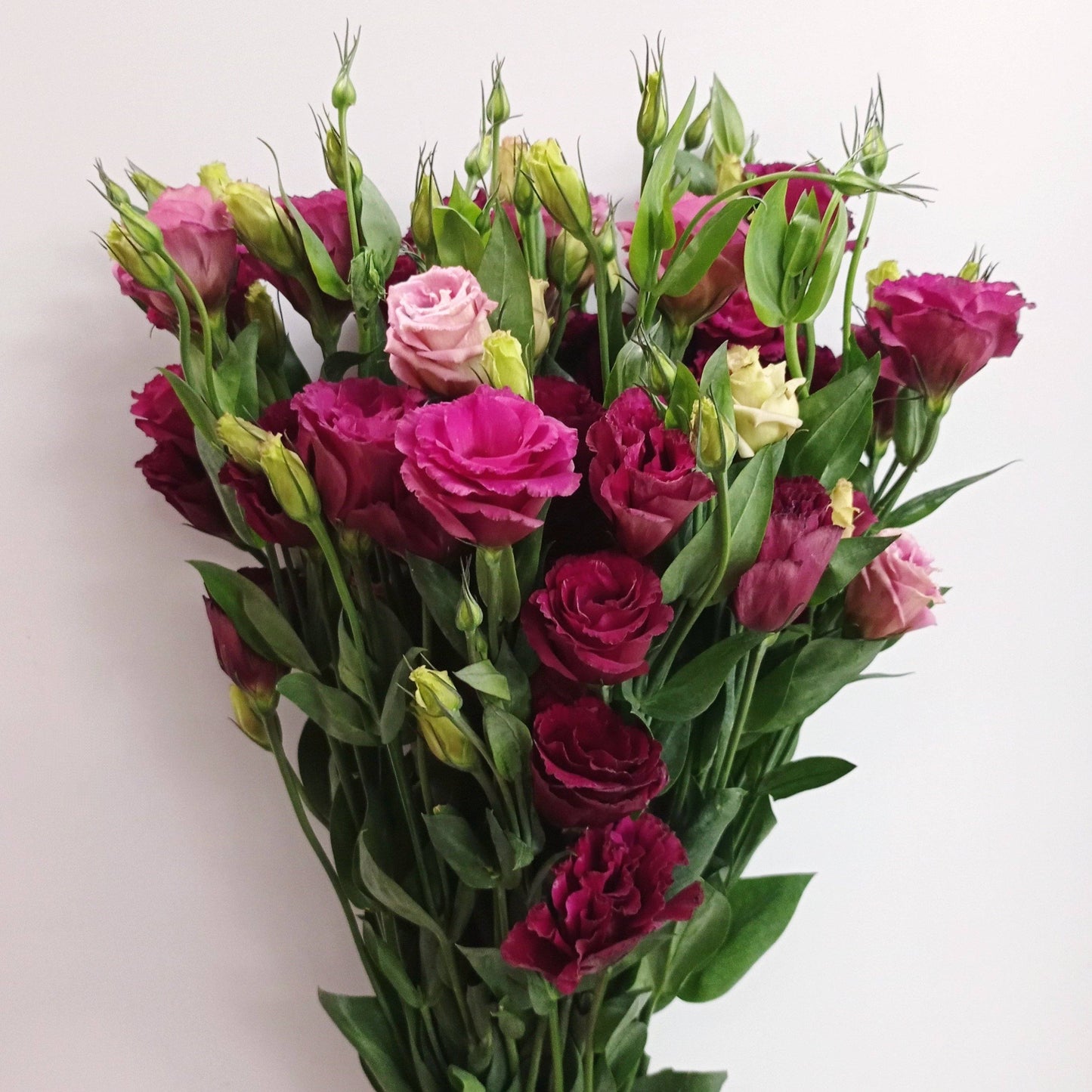 Fully Bloom Eustoma - Mix [Clearance Stock]