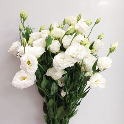 Fully Bloom Eustoma - Mix [Clearance Stock]