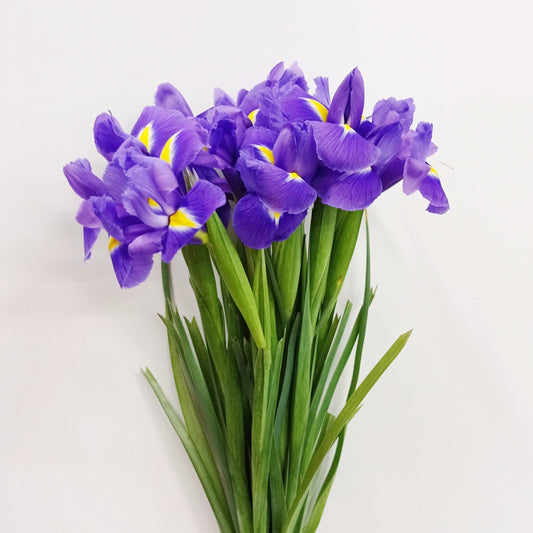 Fully Bloom Iris Blue Magic - Purple [Clearance Stock]