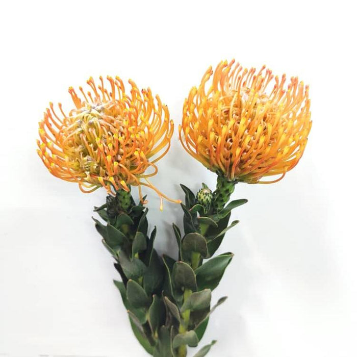 Leucospermum Mix (Imported) - Mix