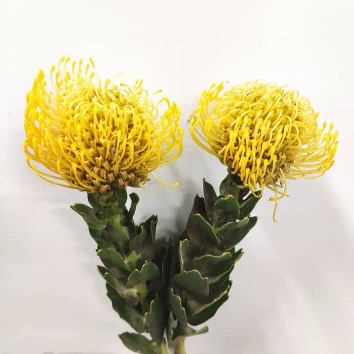 Leucospermum Mix (Imported) - Mix