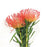 Leucospermum Mix (Imported) - Mix