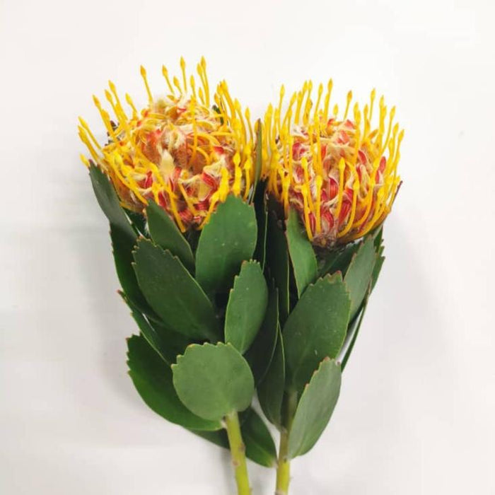 Leucospermum Mix (Imported) - Mix