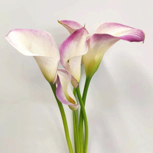 Calla Lily - Light Pink