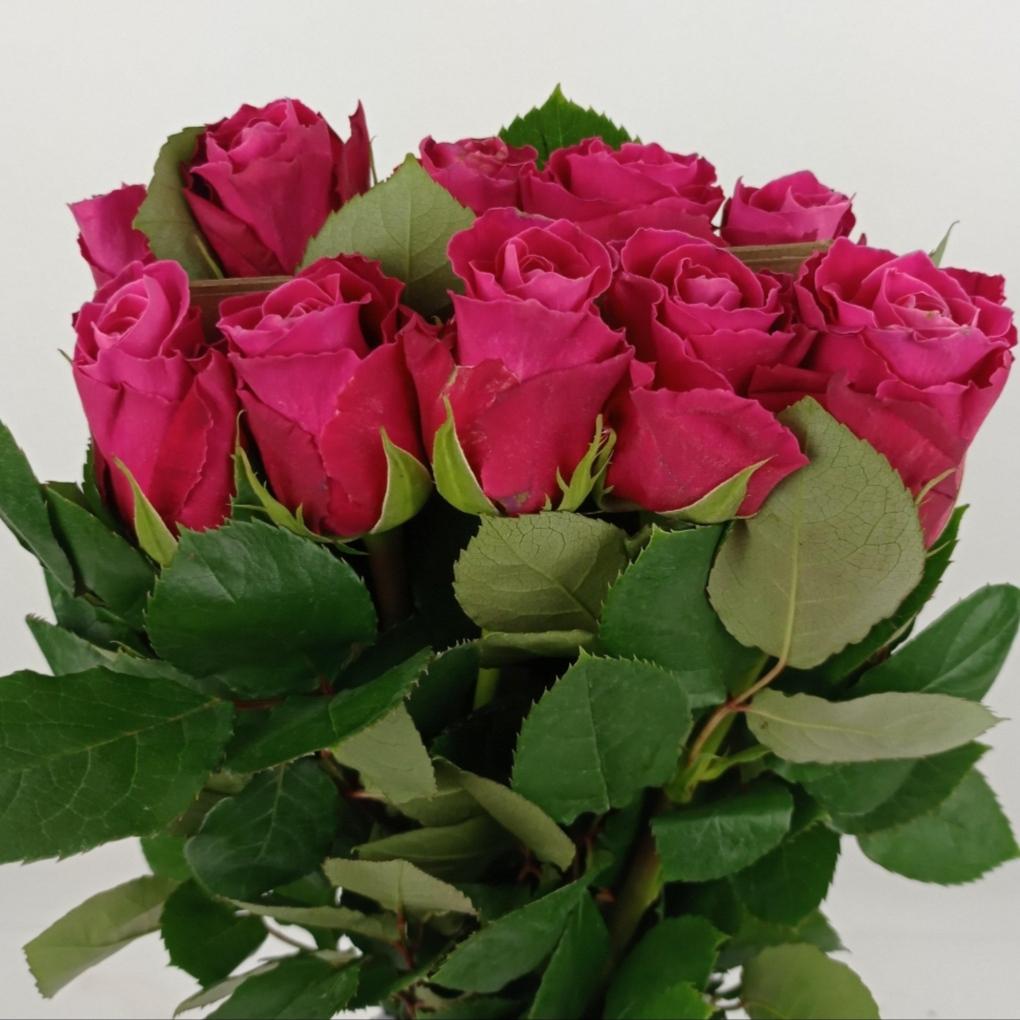 Rose 50cm  - Shocking Pink