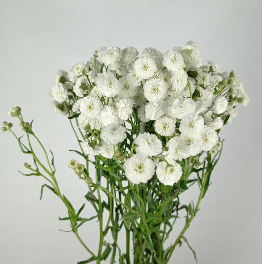 Achillea Full Moon (Imported) - White