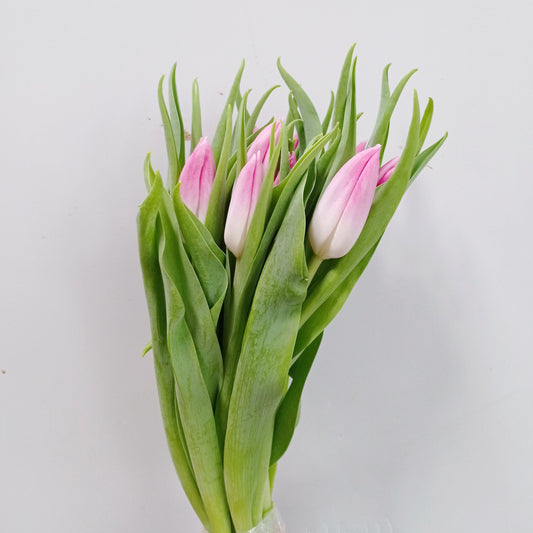 Tulip - 2 Tone White Pink