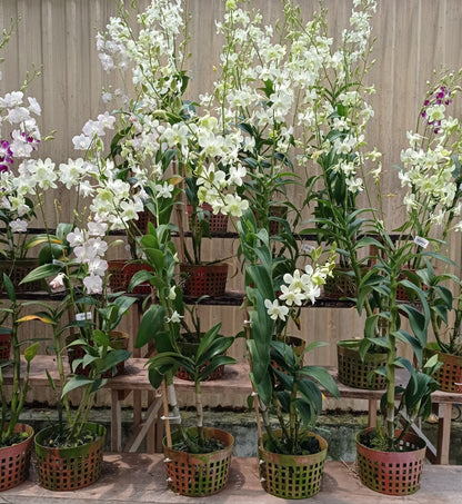 Pot Orchid Plant Mix A - Mix