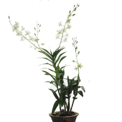 Pot Orchid Plant Mix A - Mix