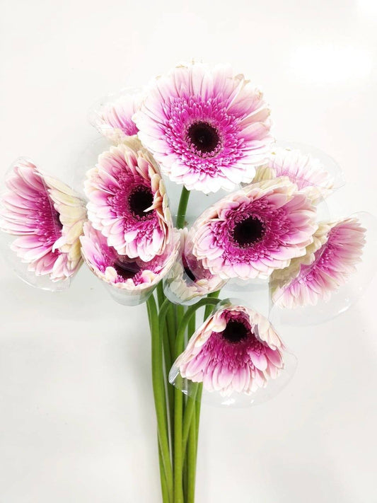 Gerbera - 2 Tone White Bright Pink