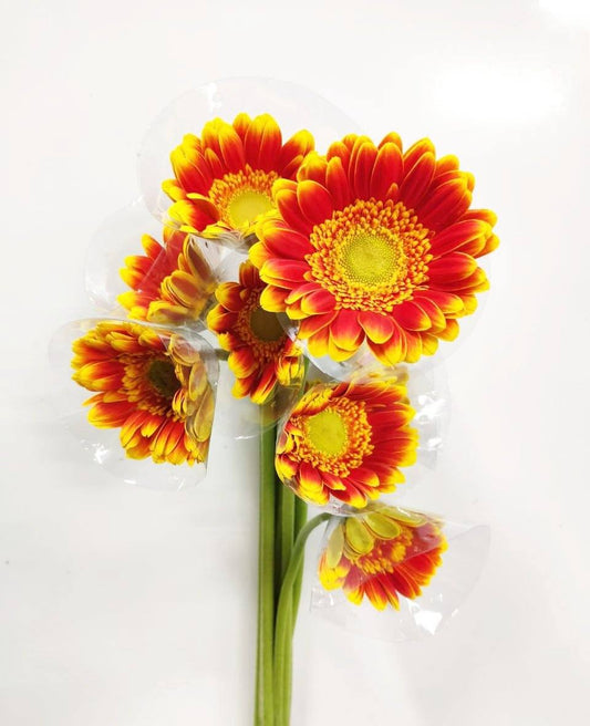 Gerbera - 2 Tone Bright Orange