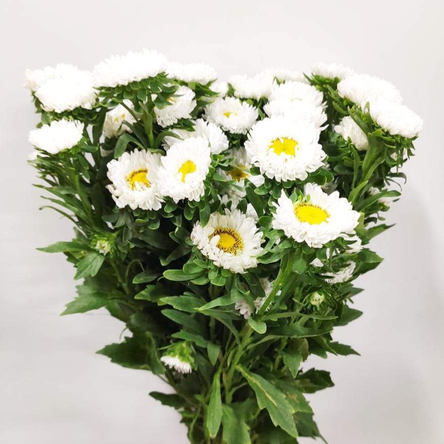 Aster - White