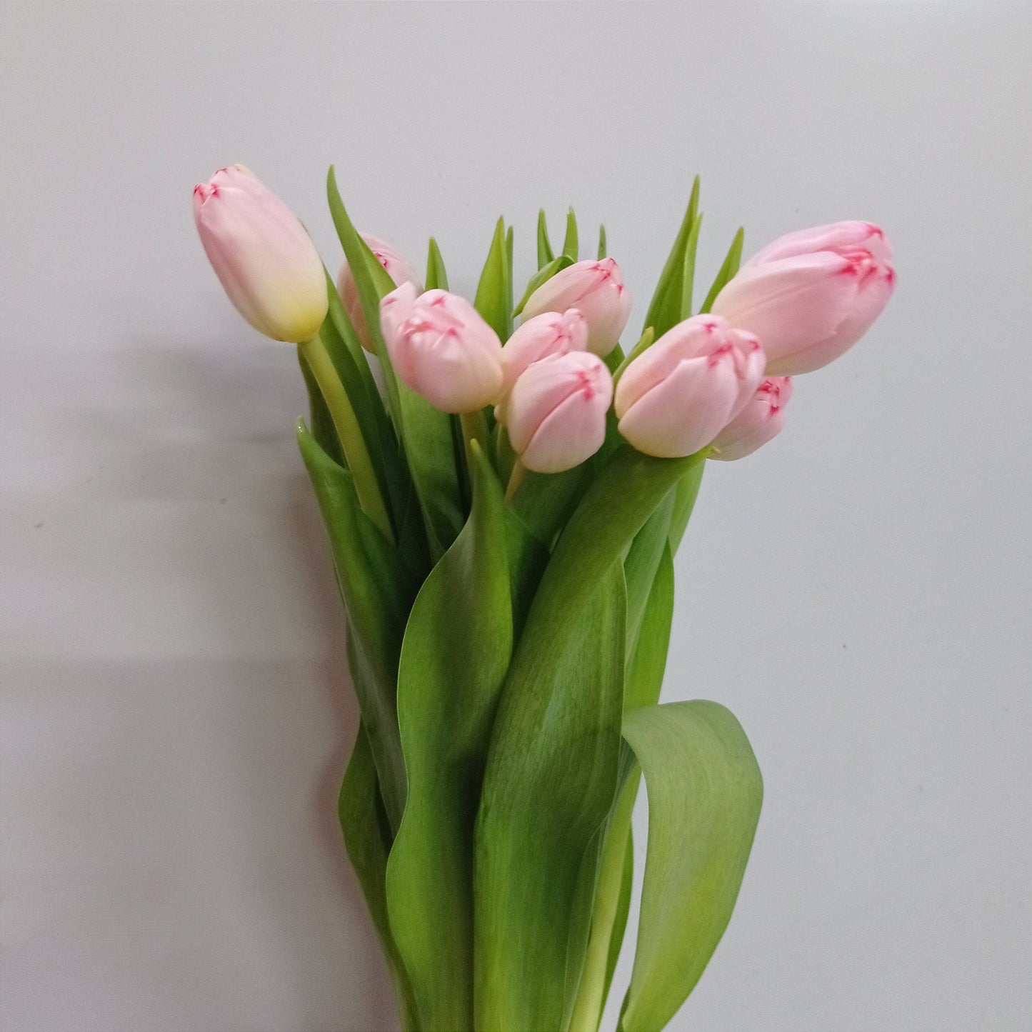 Tulip - 2 Tone Light Pink