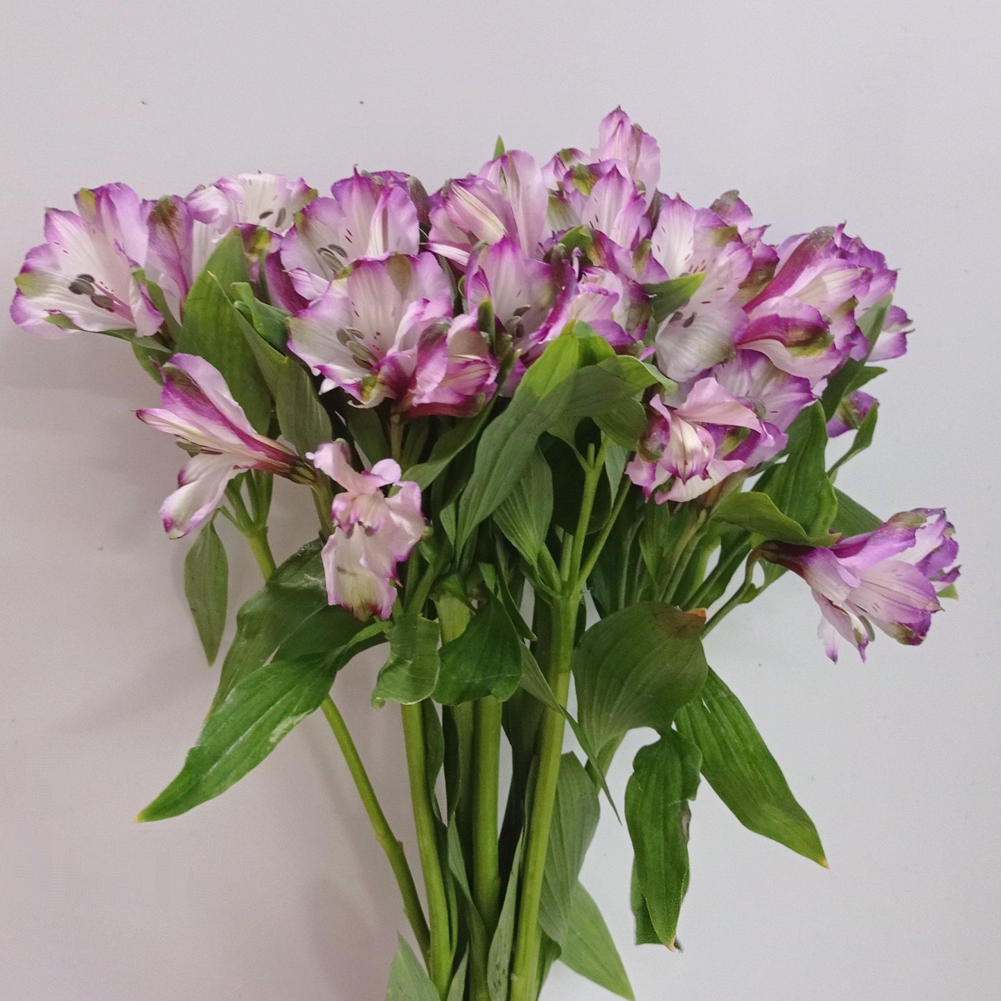 Alstroemeria - 2 Tone White Purple