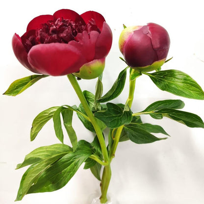 Peony Red Charm  - Red (2 Stems)