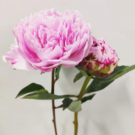 Peony Sarah Bernhardt - Light Pink (2 Stems)