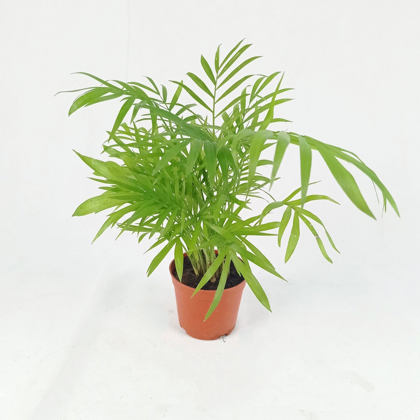 Pot Bamboo Palm P110- Green