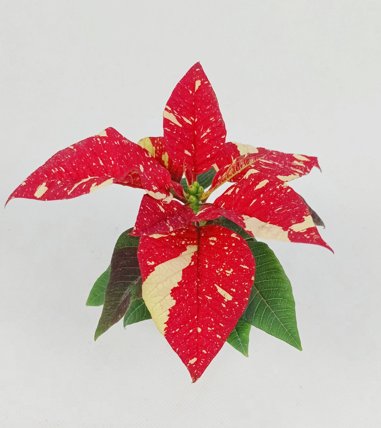 Mini Poinsettia Primero P6 (Imported) - 2 Tone Red White