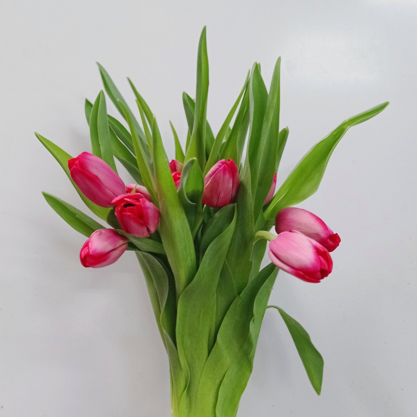 Tulip - 2 Tone Pink