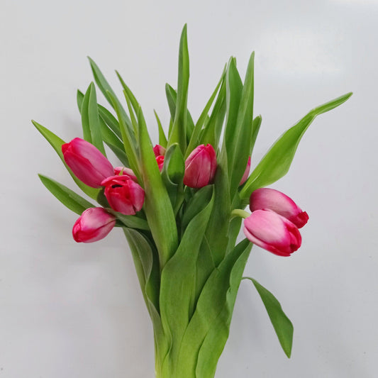 Tulip - 2 Tone Pink