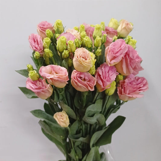 Eustoma - Salmon Pink (600g)