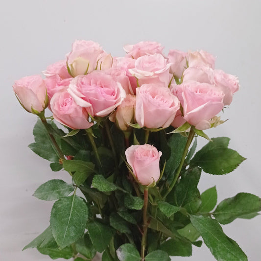 Spray Rose - Light Pink