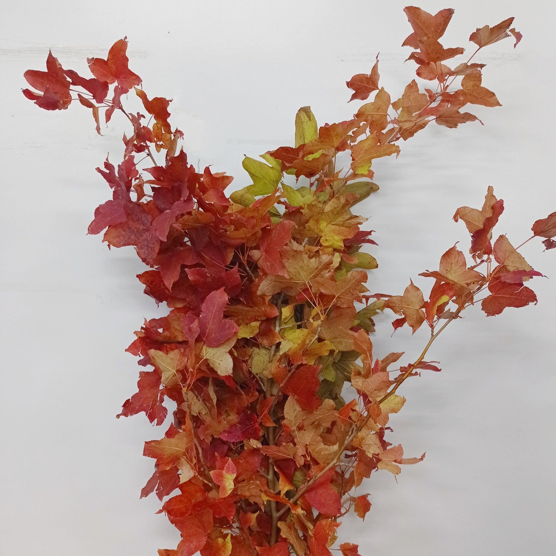 Red Marble Leaf (Imported) - Red Brown