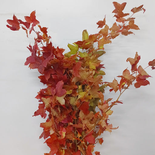 Red Marble Leaf (Imported) - Red Brown