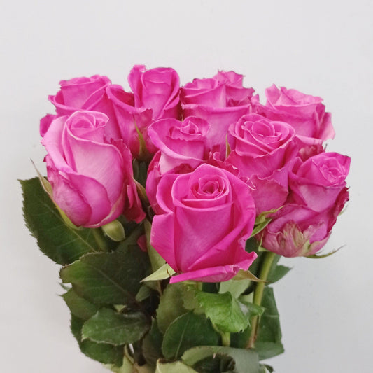 Rose 50cm  - Bright Pink