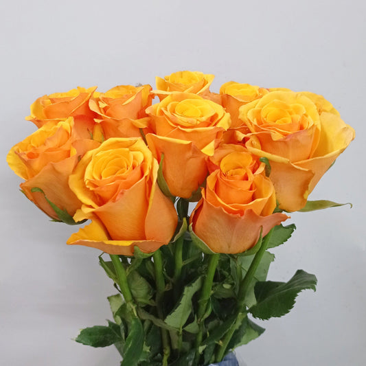 Rose 50cm - Yellow Mustard