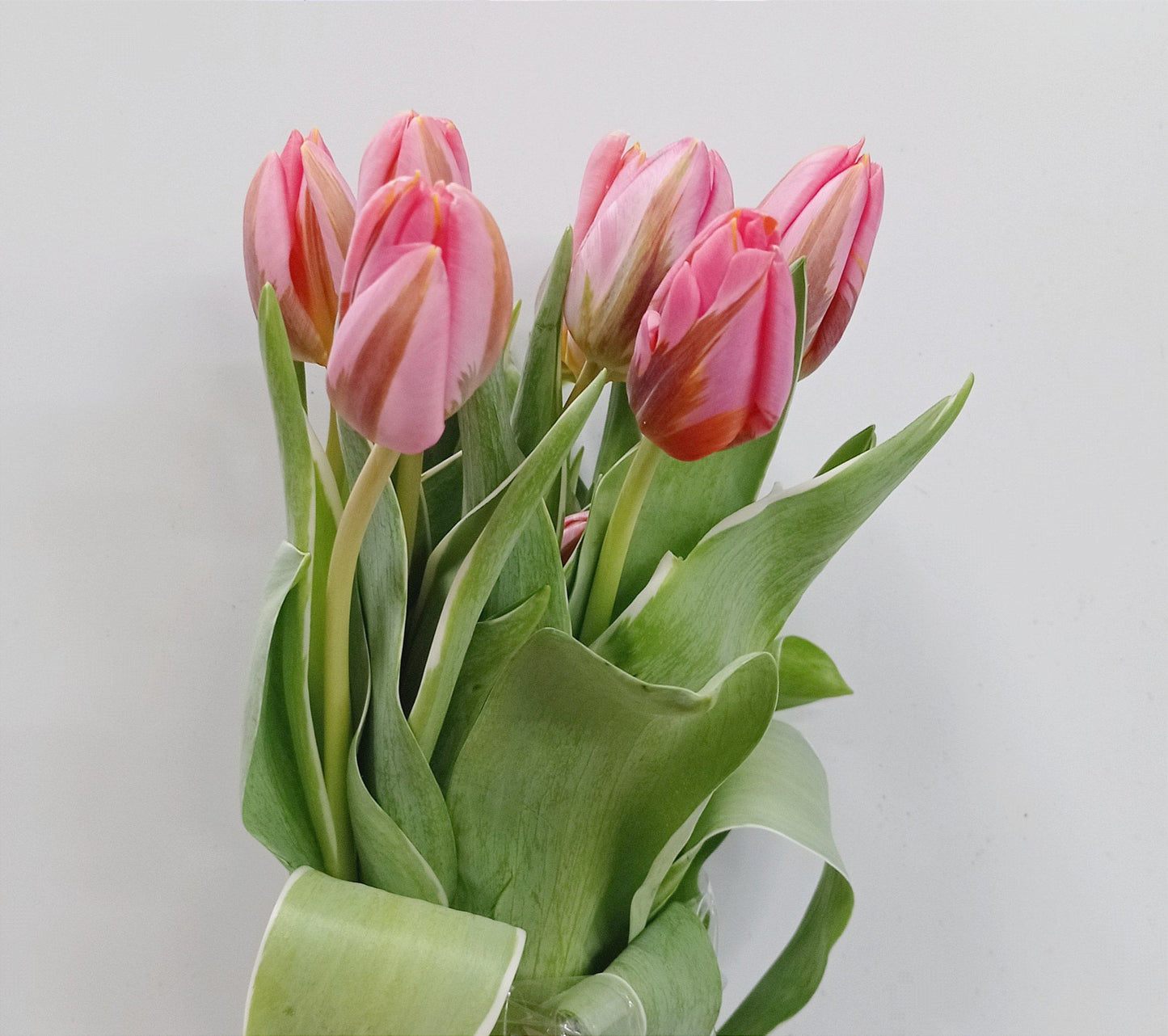 Tulip - 2 Tone Pink Brown