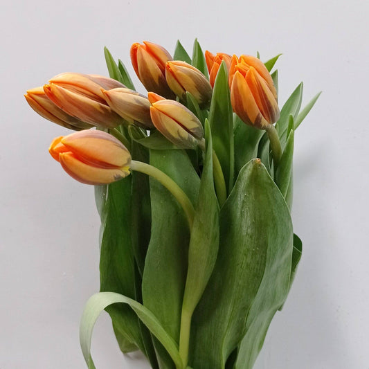 Tulip - 2 Tone Orange Brown