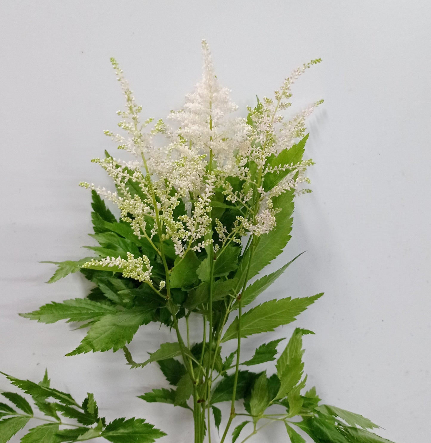 Astilbe -  Europa White (10 Stems)