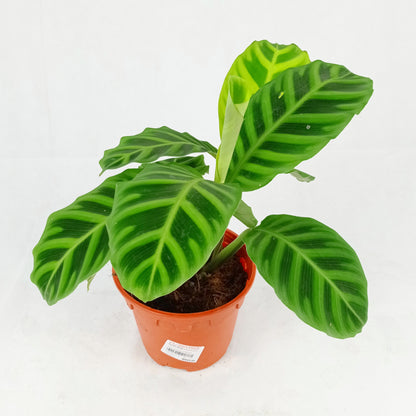 Pot Calathea P150- Mix