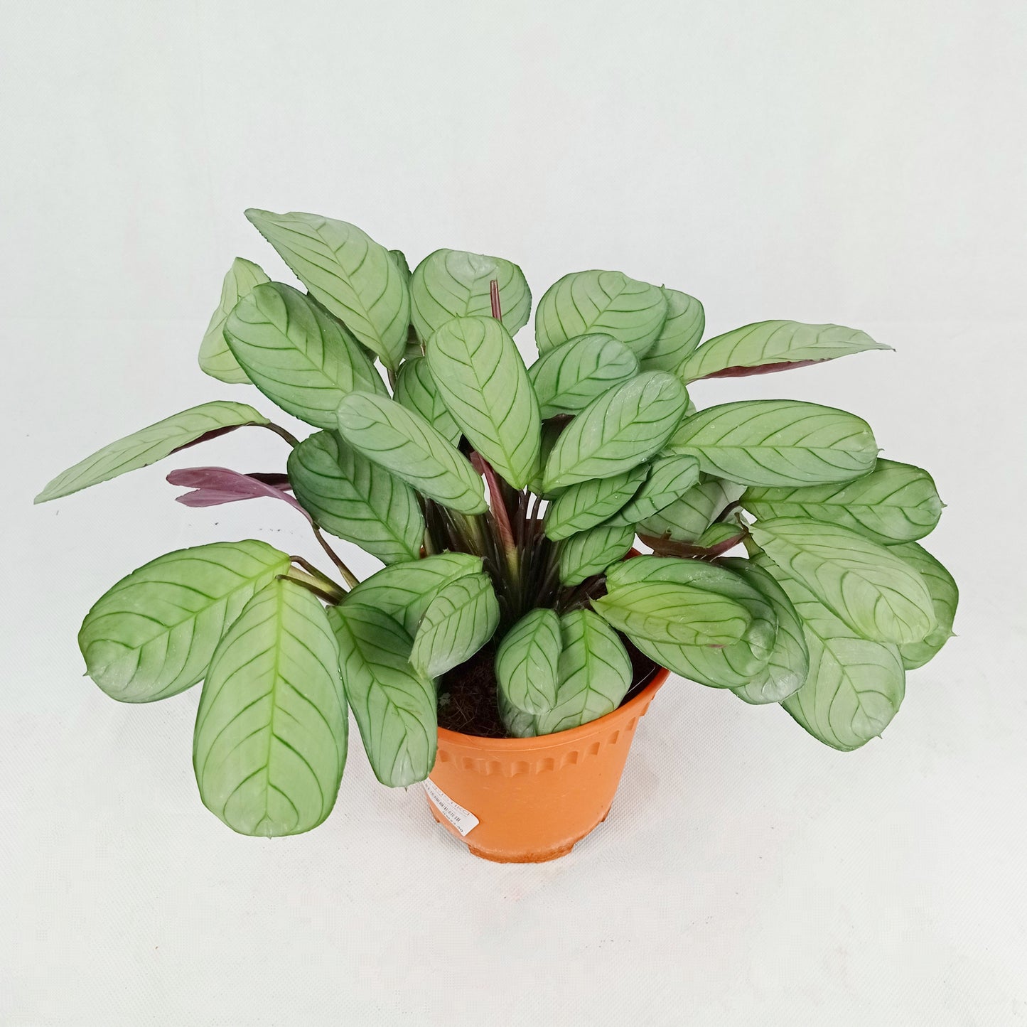 Pot Calathea P150- Mix