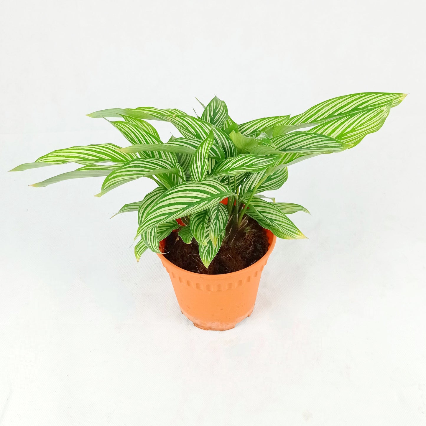 Pot Calathea P150- Mix