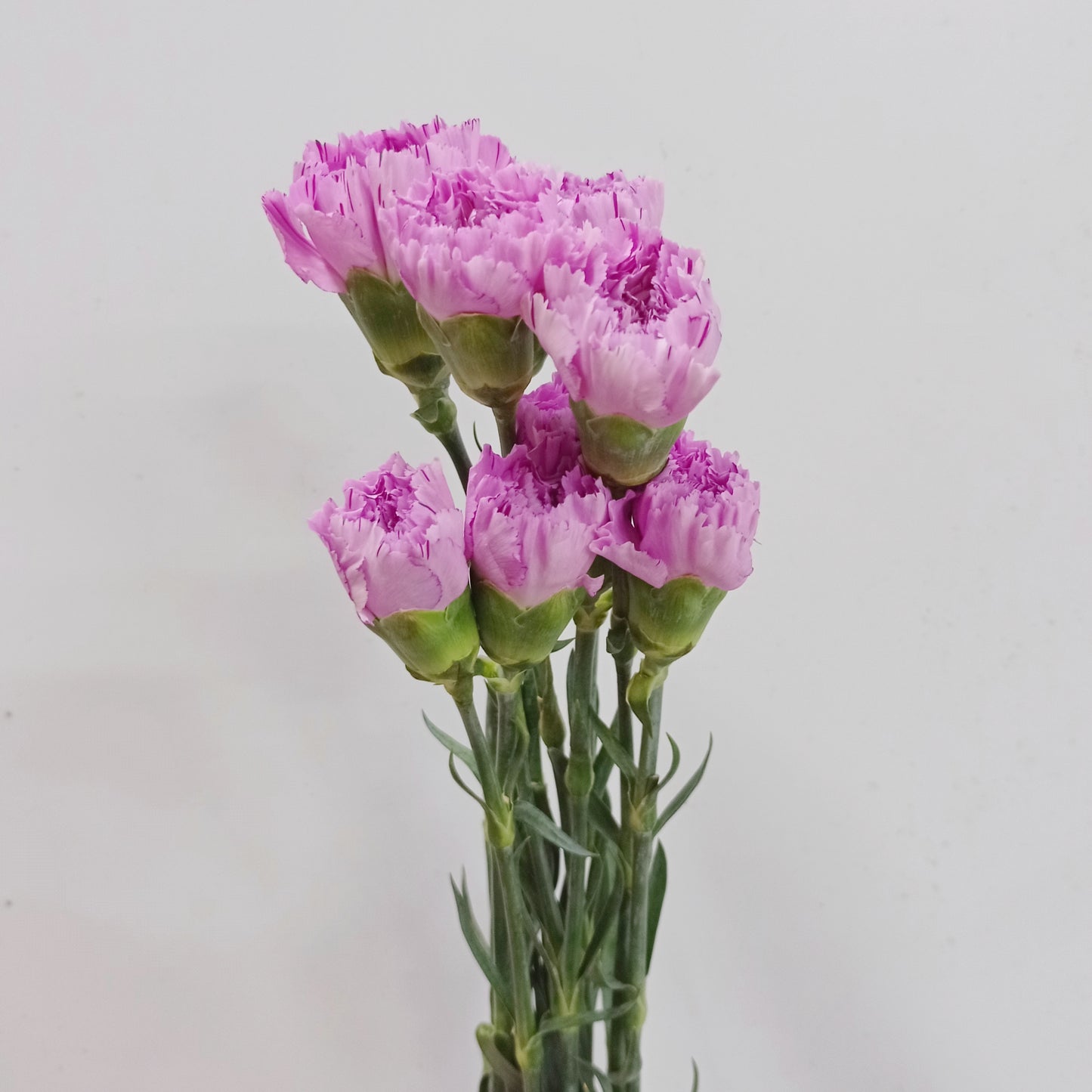 Carnation- Light Purple