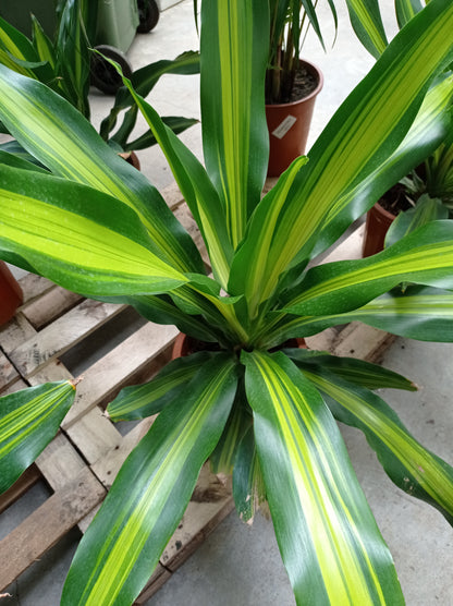 Pot Dracaena Fragrans P300  - 2 Tone Yellow Green