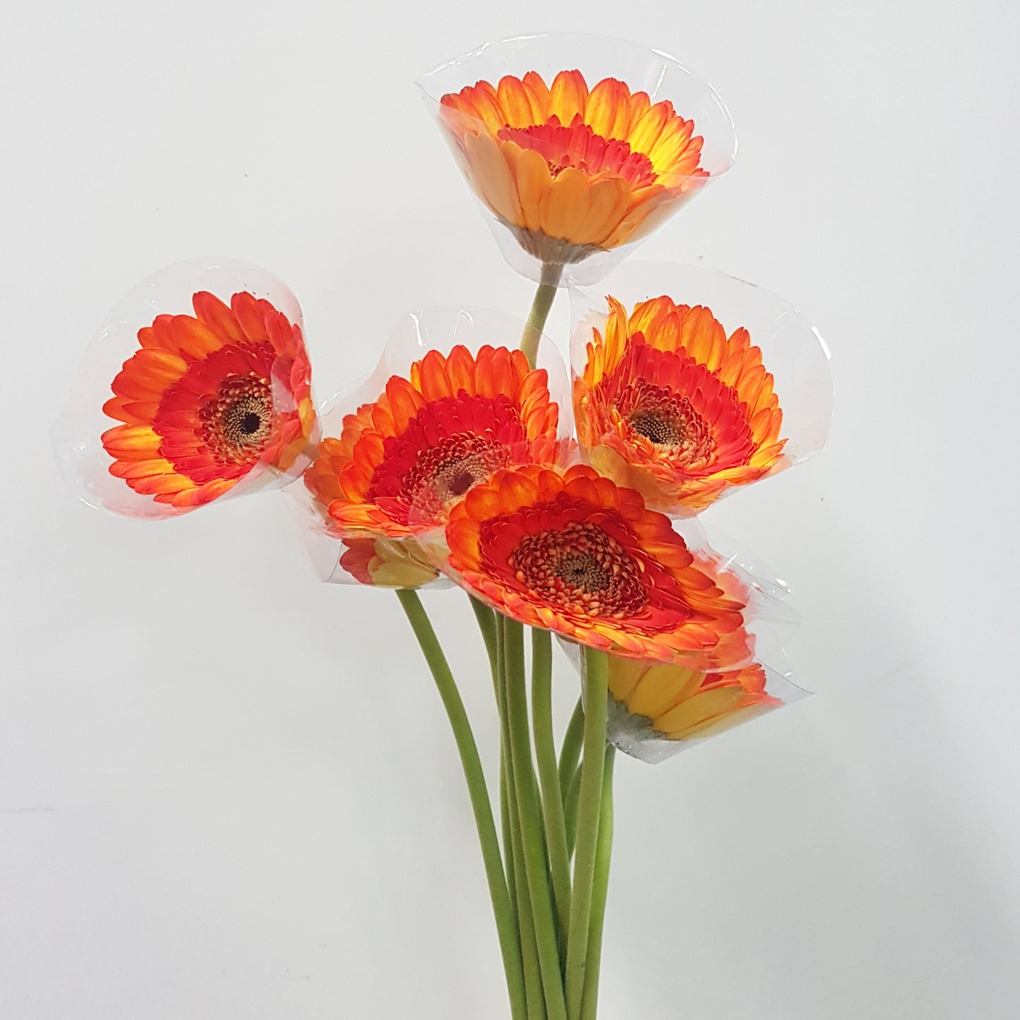 Gerbera - 2 Tone Orange Yellow